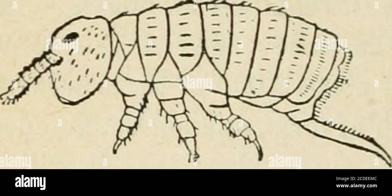 . An introduction to zoology : for the use of high schools . )ring-tails (Thysanura), inconspicuous on account of their size(Fig. 142), but interesting to the zoologist as the most lowlyorganized insects, some of them (Fig. 143) even having rudi-mentary legs on the abdomen, and thus resembling certainMyriapods (Fig. 144).. Pig. 142.—Podura. Stock Photo