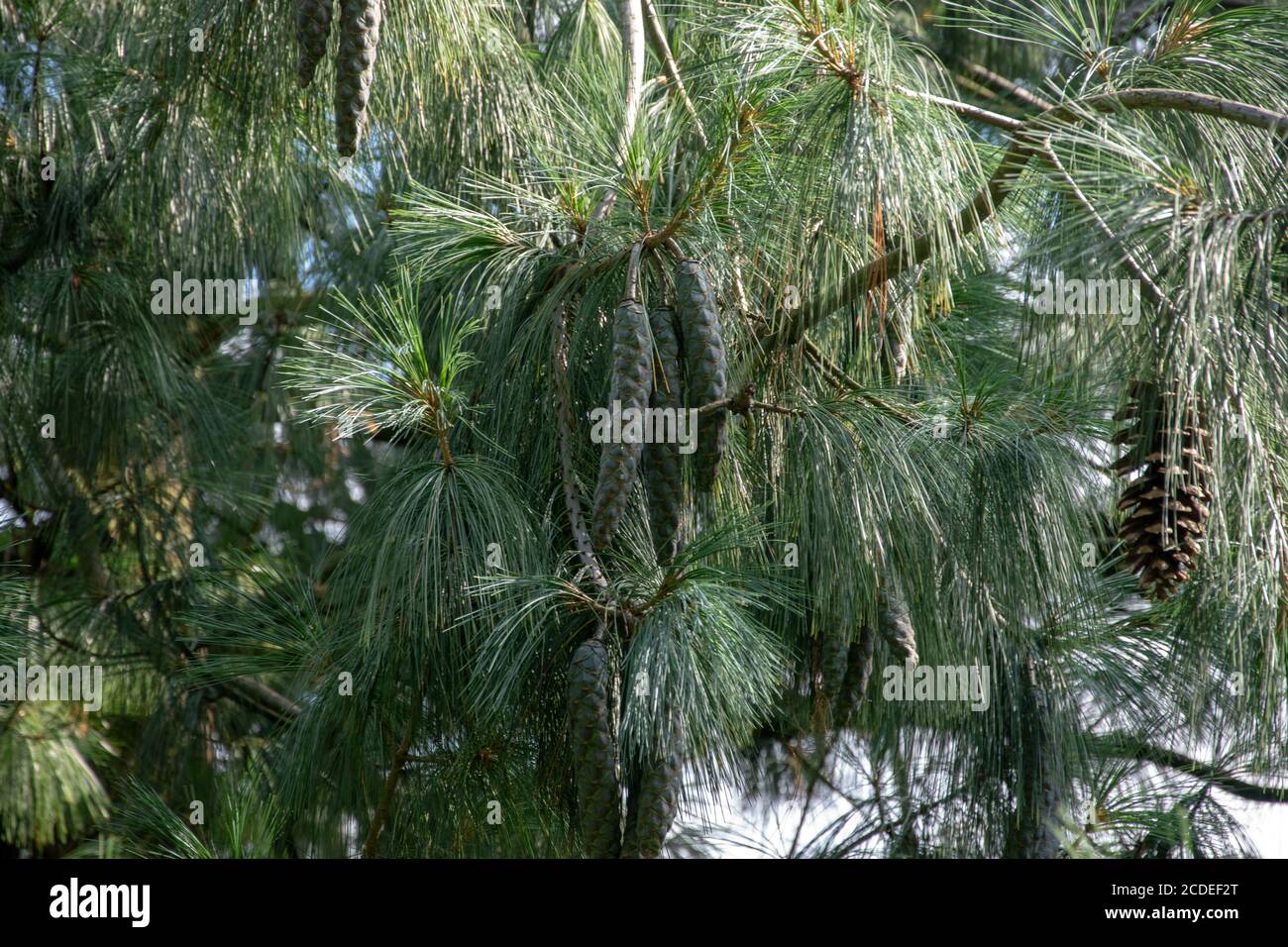 Closeup of branches of Cedar pine Armanda, Chinese white (Pinus armandii) tree Stock Photo