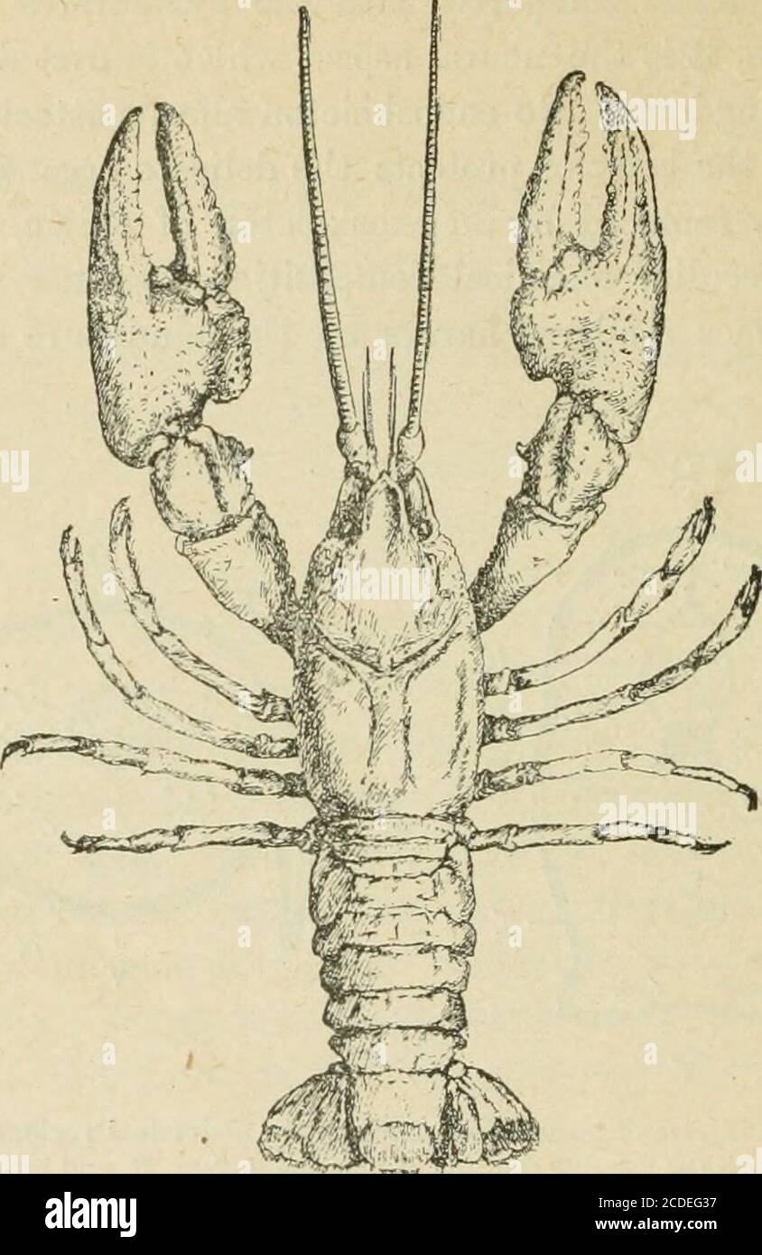 . An introduction to zoology : for the use of high schools . Fig. 119.—Diagram of transections through the abdominal regions of a catfish anda crayfish, to show the relative position of nervous system, N, and intestine, I.D, dorsal; V, ventral surface; E, endoskeleton ; B, aorta; K, kidney. 3. The last peculiarity is especially met with in the Crustacea,one of the four Arthropod classes, and that to which the crayfishbelongs. The other classes (Insecta, Araclinida, Msrriapoda)embrace chiefly air-breathing Arthropods, whilst almost allCrustacea are aquatic, so that there is, on the whole, a mar Stock Photo