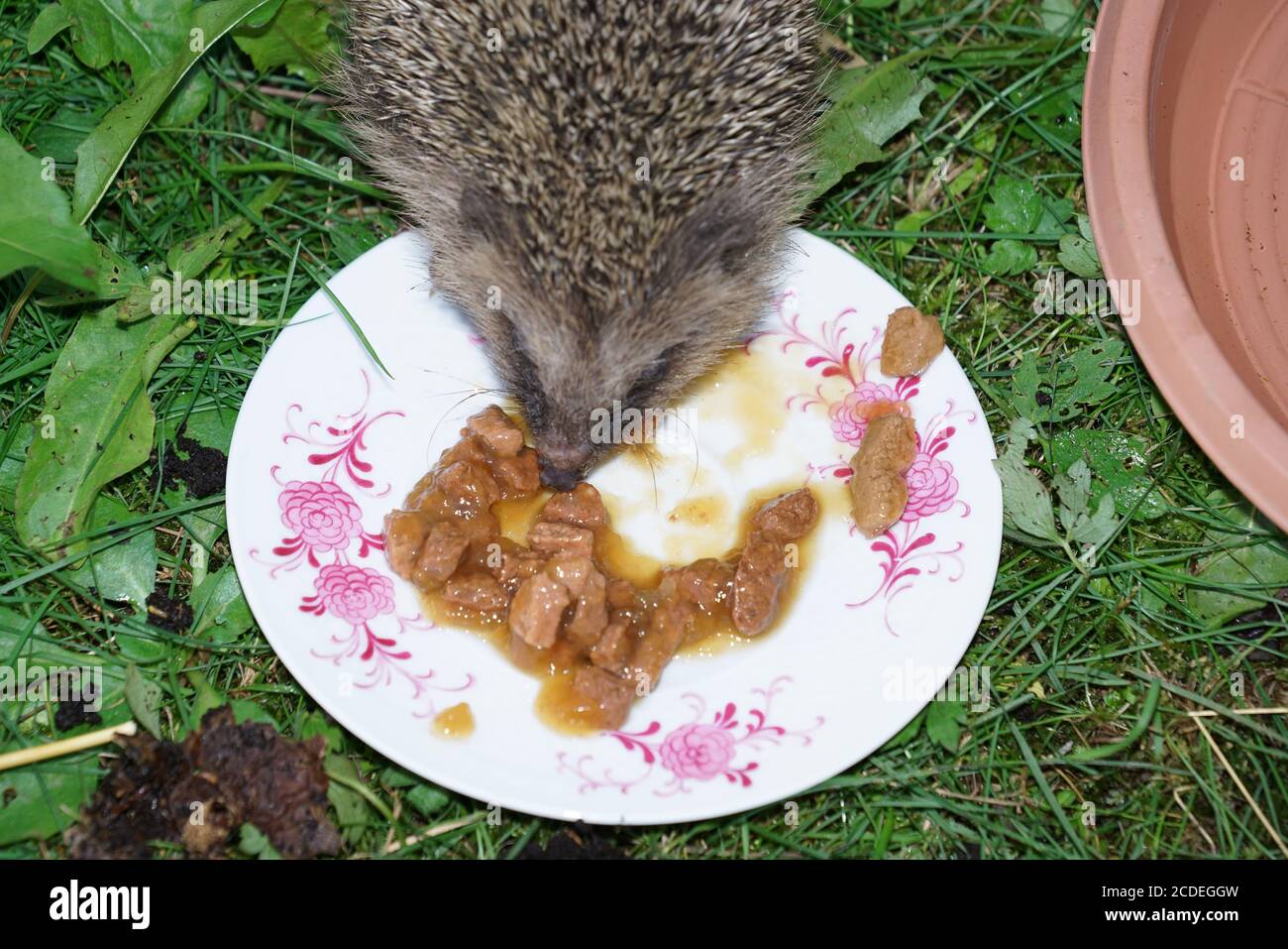 Will Hedgehogs Eat Dog Food will-hedgehogs-eat-dog-food