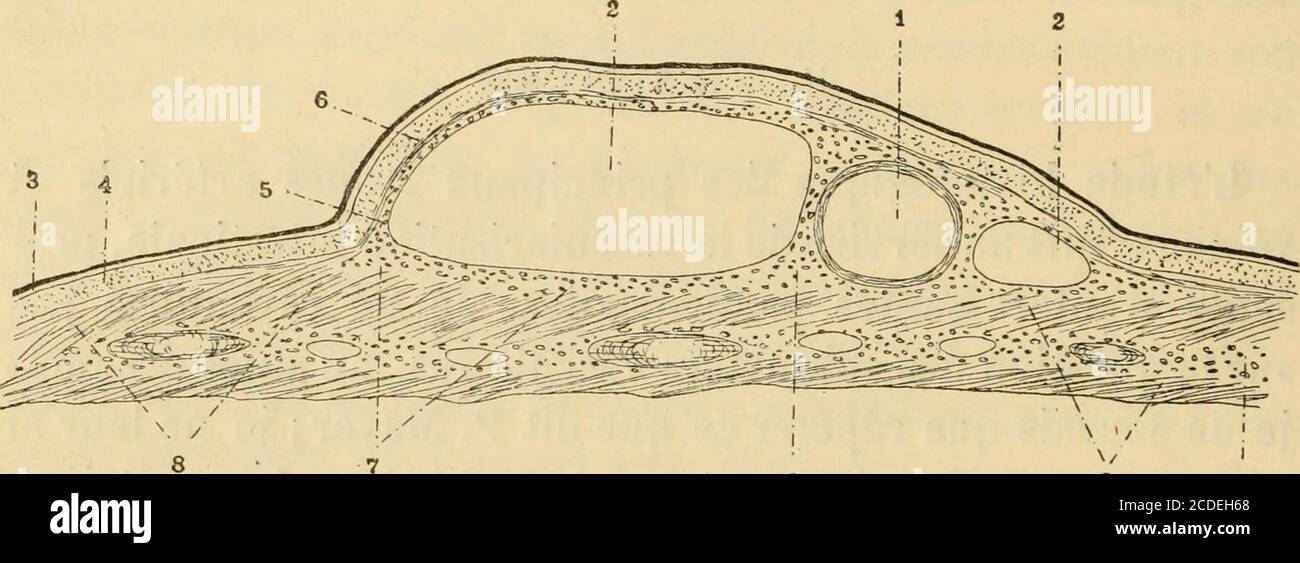 frange effilée dégradée