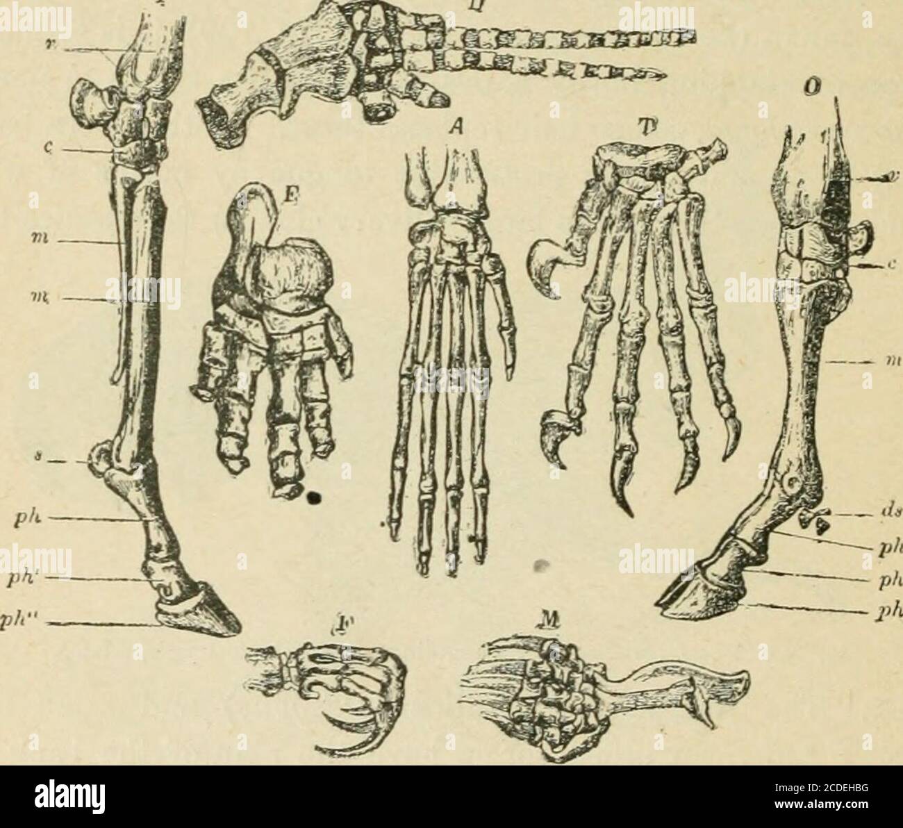 Proarticulates . An introduction to zoology : for the use of high schools . forms have ...