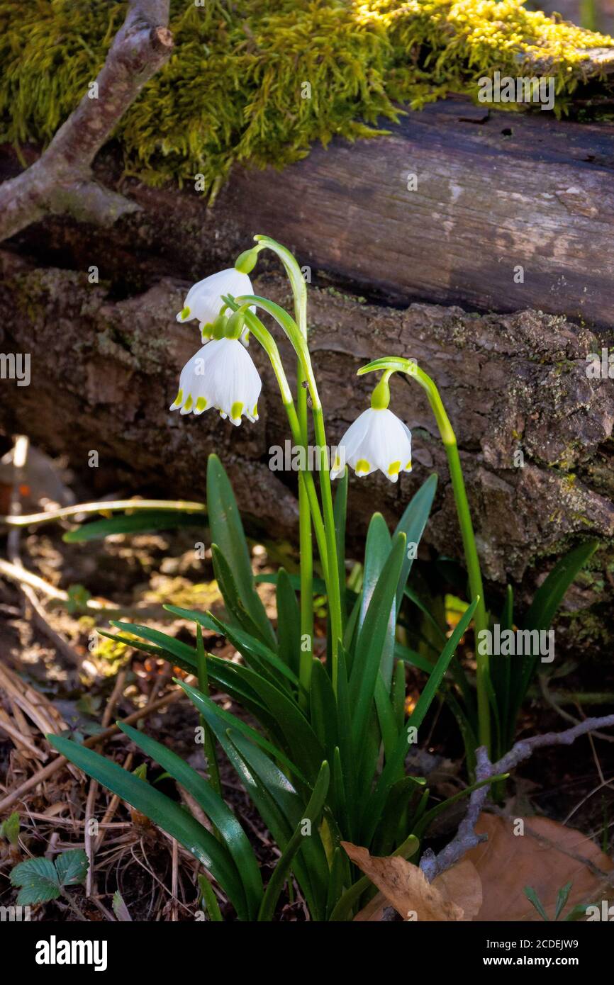 snowflake flower near the log. spring nature background in forest Stock Photo