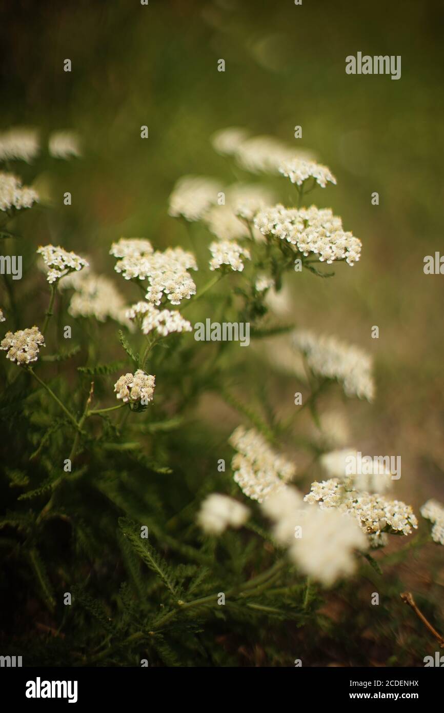 Yarrow herb with white flowers grow in the summer garden Stock Photo