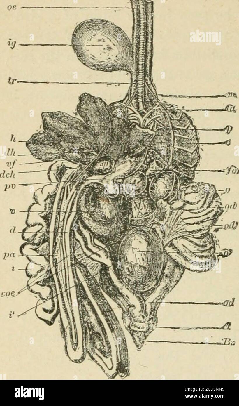 . An introduction to zoology : for the use of high schools . the latter ...