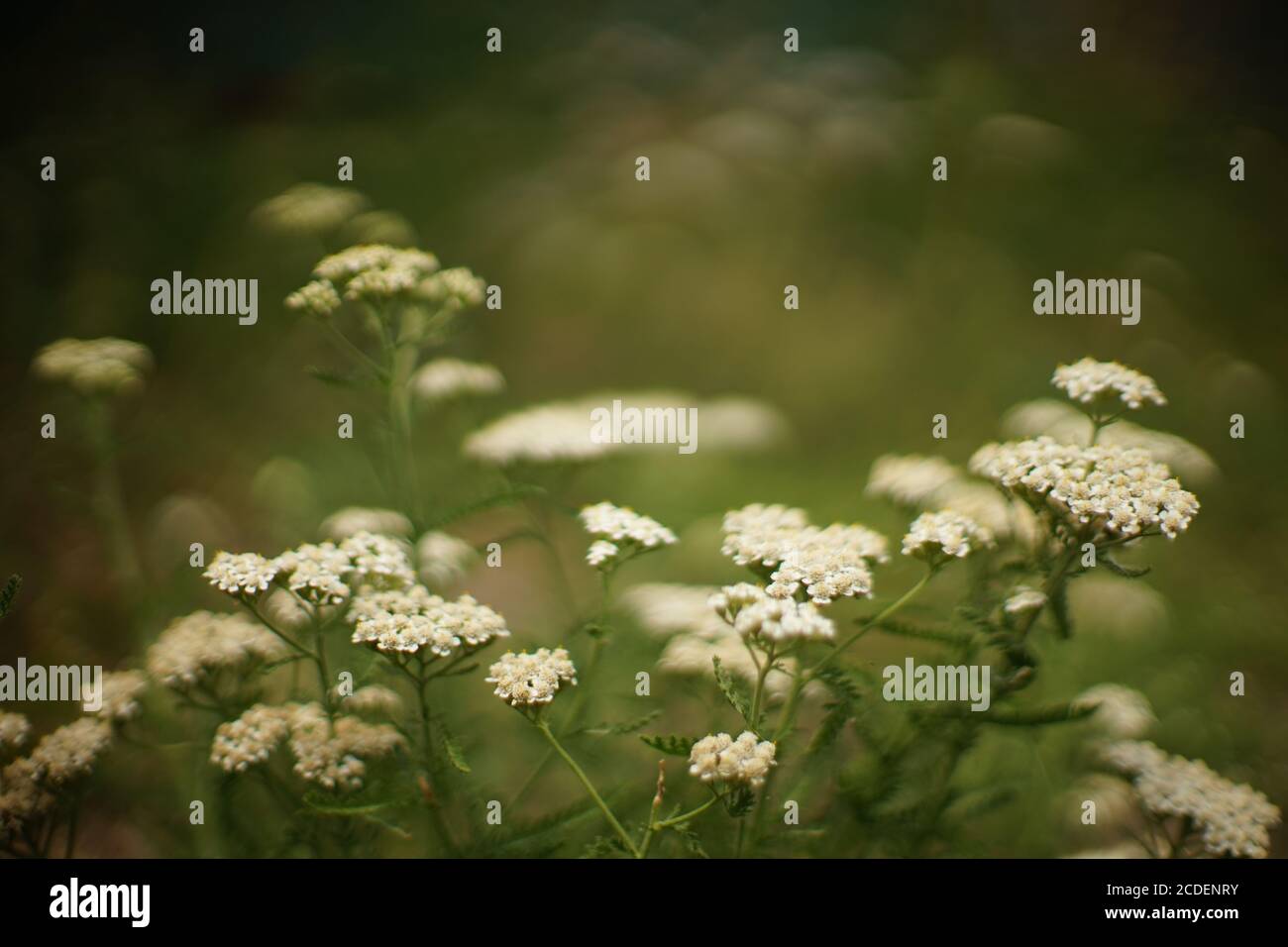 Yarrow plant with white flowers grows in the summer garden Stock Photo
