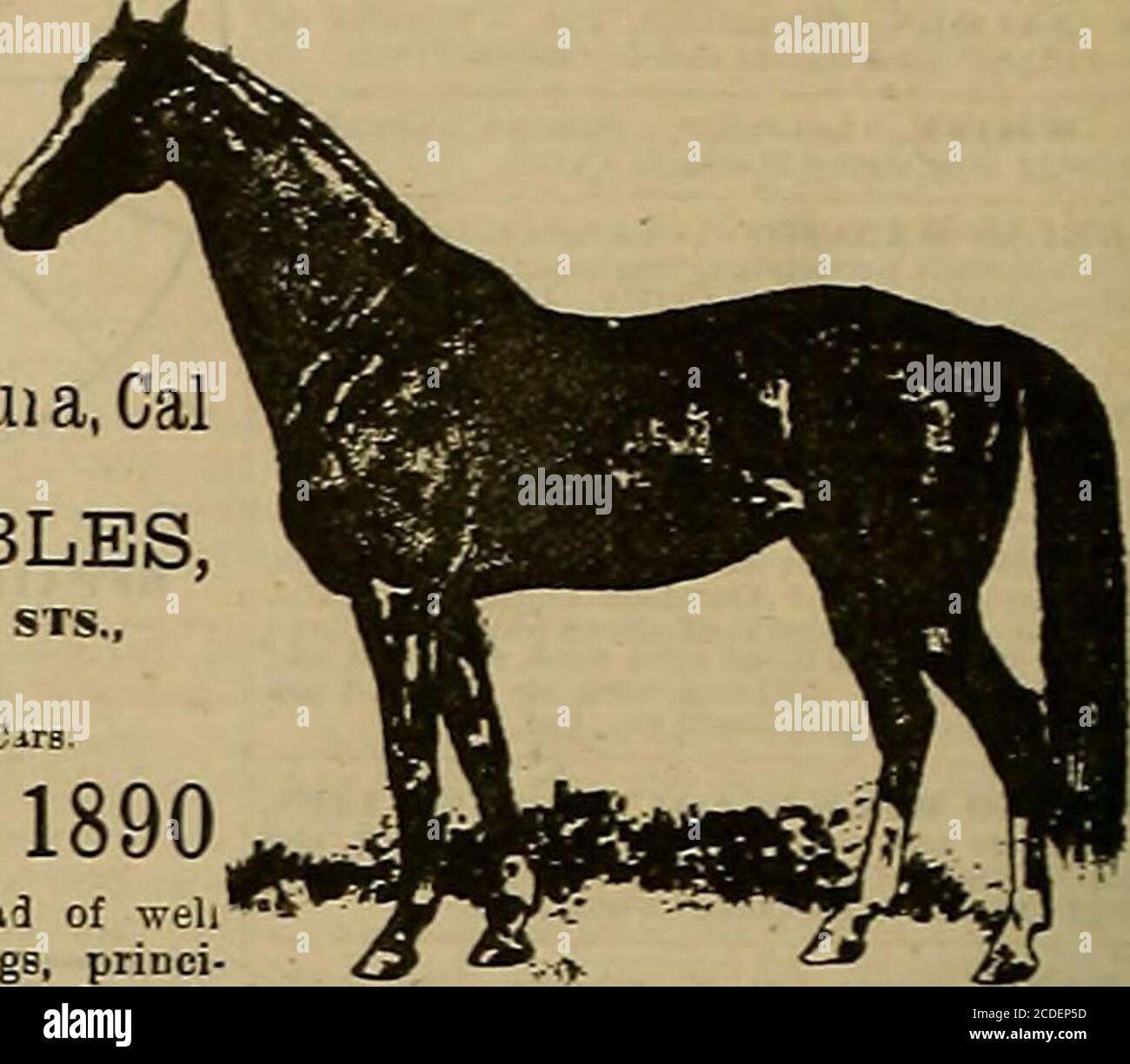 Hunters Saddlery Licol am/éricain /éthologique /à n/œuds pour Les Chevaux de Travail l/équitation /éthologique Travail /à la Longe