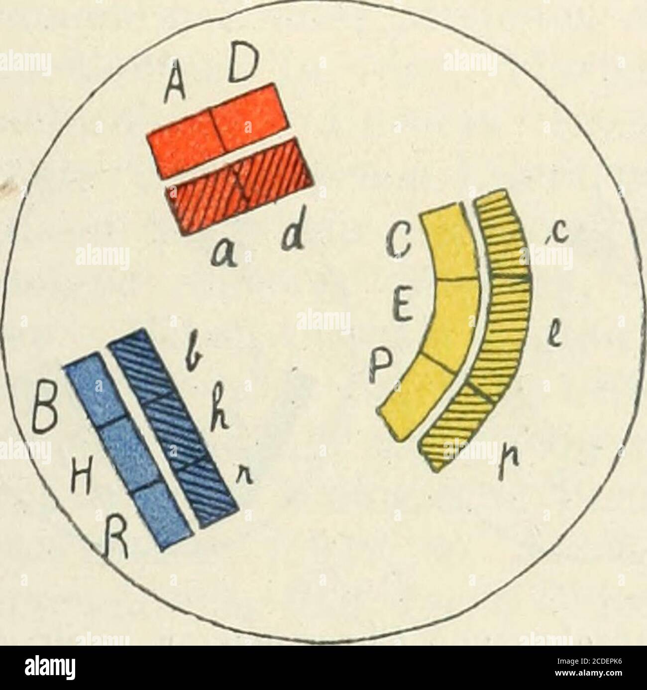 . Allgemeine Pflanzenkaryologie . Zu Seite 666. JL. Fig. 387 a. Schema, das Zu-sammentreten zweier Gametenmit je drei qualitativ (I) un-gleichen Chromosomen in einerZygote (II) zeigend. Die Buch-staben bedeuten die Gene, dieQuerstriche innerhalb der Chro-mosomen sollen die Chromo-meren-Grenzen angeben. t. Stock Photo