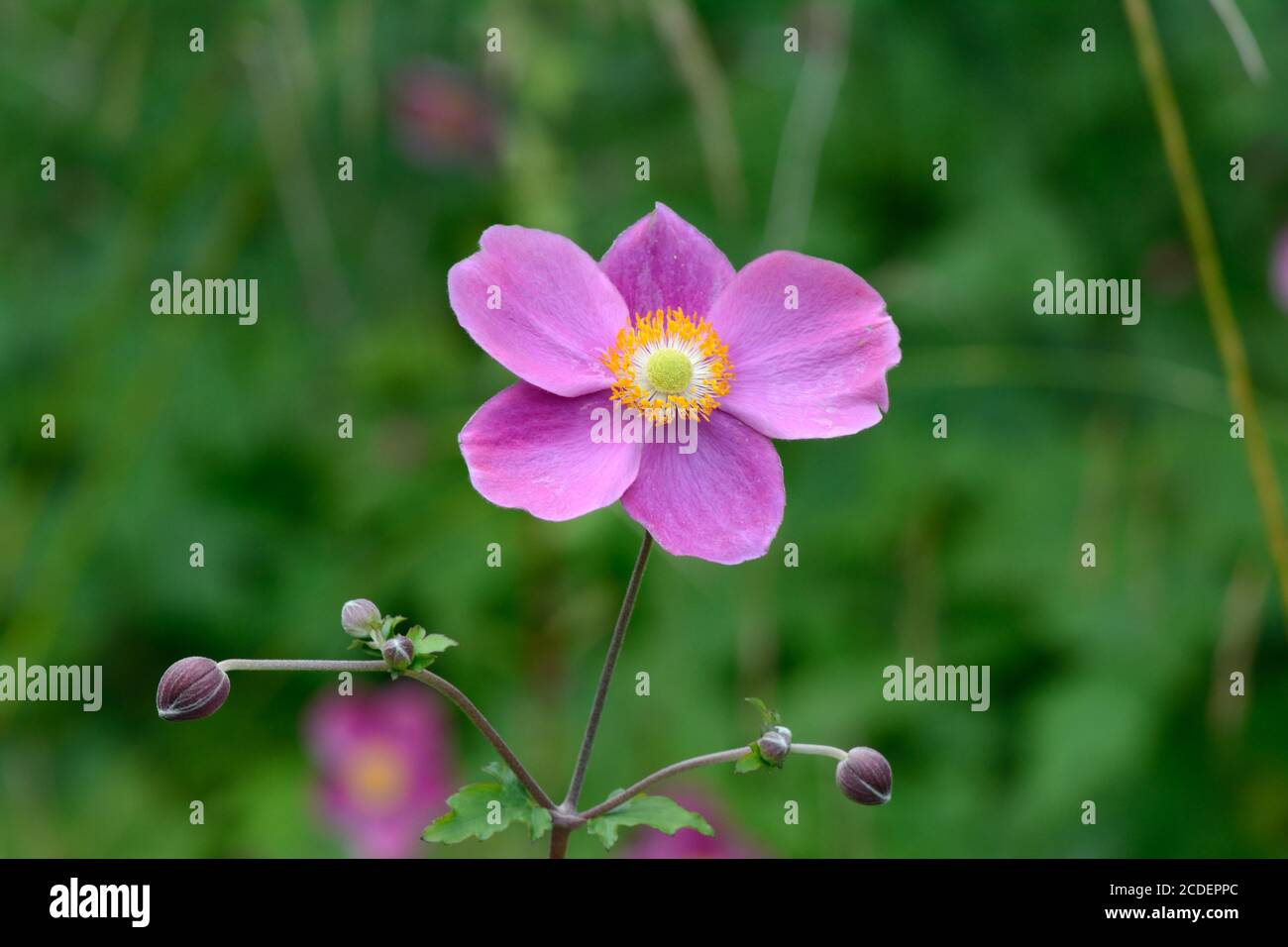 Japanese anemone flower hires stock photography and images Alamy