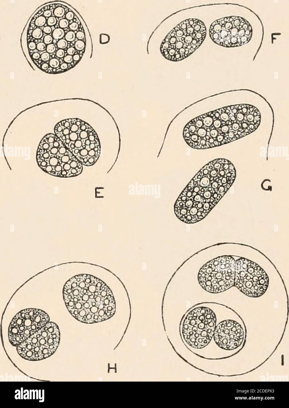 . Algæ. Vol. I. Myxophyceæ, Peridinieæ, Bacillarieæ, Chlorophyceæ, together with a brief summary of the occurrence and distribution of freshwat4er Algæ . Fig. 235. A, germination of zygospore of Mesotsenium chlamydosporum De Bary, showing fourembryos, x 390 (after De Bary). B and C, germination of zygospore of CylindrocystisBrSbis8oniiM.en.egh.; B, with four embryos; (7, with two embryos, x 390 (after De Bary).D—I, germination of zygospore of Mesotsenium caldariorum (Lagerh.) Hansg., x 500 ; D—G,the usual germination with the formation of two embryos ; H and I, the exceptionalgermination with Stock Photo