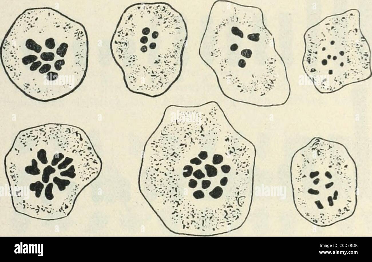 Allgemeine Pflanzenkaryologie . auch die älteren Beobachtungen von CaUDIKK  (1906, S. 288)hier rubricieren, nach denen in einer großen Zahl von  beterotypen Mitosen bei derPolygalacee Salowonia biflora ein Chromosom  ungeteilt zu einem