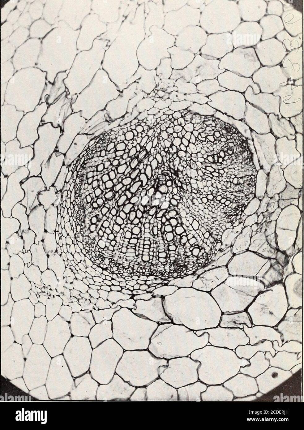 The structure and development of crown gall : a plant cancer . Daisy I.  Center of tumor in petiole C, showing the tumor-strand (p. 27). Jul. 255,  Bureau of Plant Industry,