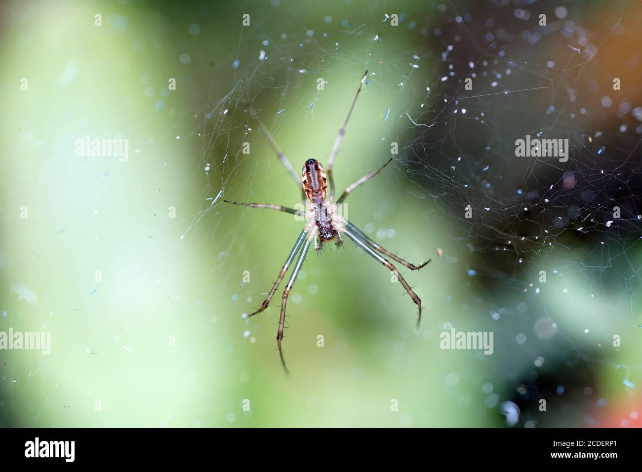 Macro shot of a spider on a web Stock Photo - Alamy
