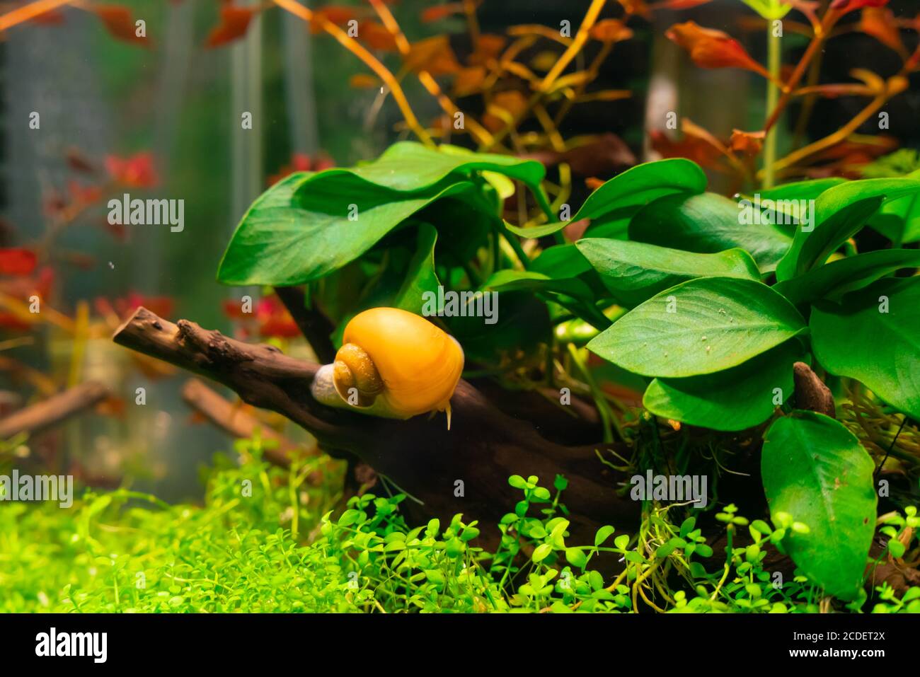 Apple snail in aquarium Stock Photo Alamy