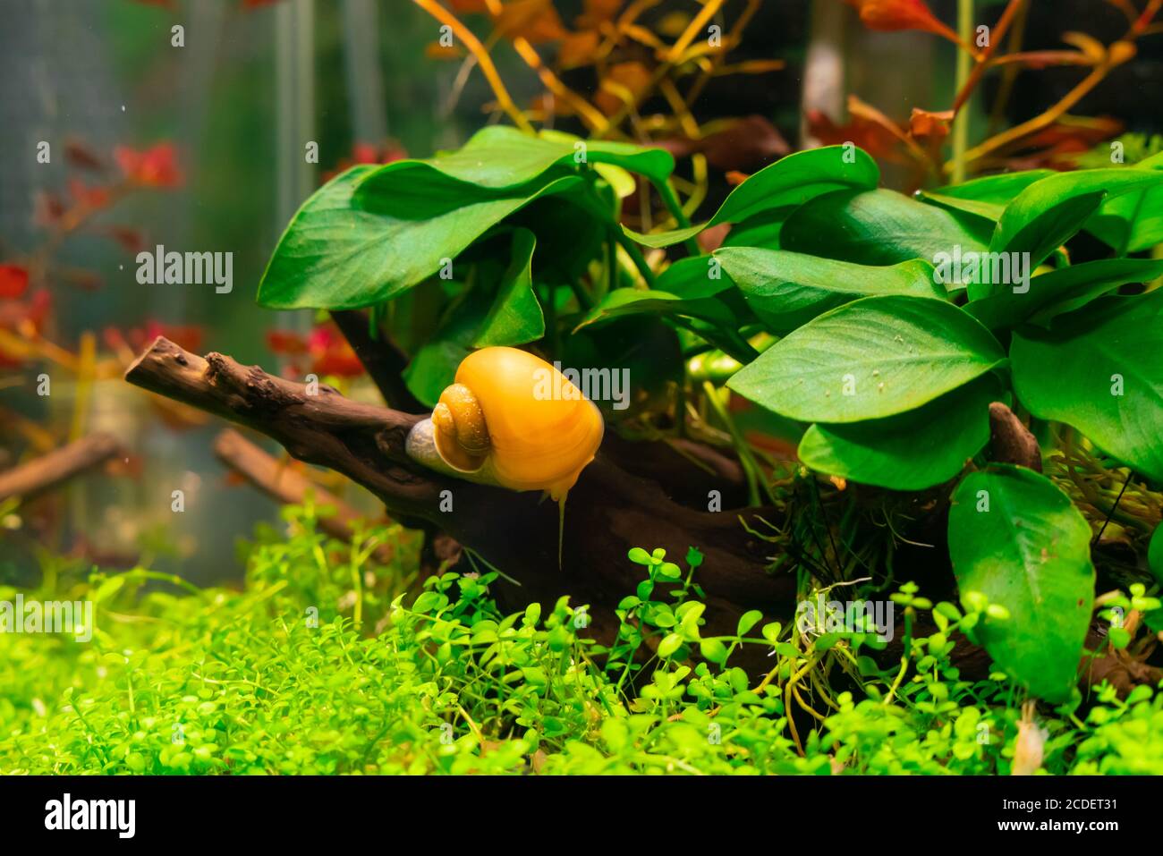 Apple snail in aquarium Stock Photo Alamy