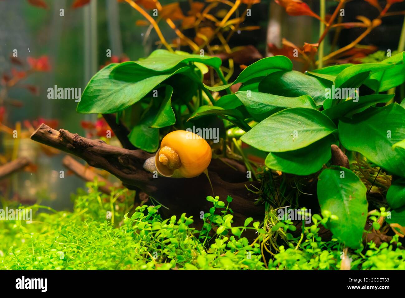 Apple snail pet hires stock photography and images Alamy