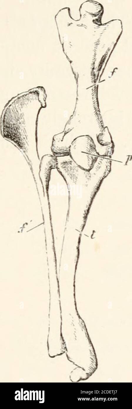 . An introduction to the osteology of the mammalia . space. In the Anteaters they are both nearlystraight and parallel. In the Sloths the femur is long, slender, ard flattenedfrom before backwards. There is no third trochanter; thehead is large and globular, and placed near the middle ofthe proximal end of the shaft, with the axis of which itmore nearly coincides than in most Mammals. The tibiaand fibula are complete, and more nearly equal in size thanin most Mammals. They are both curved, so as to beseparated considerably in the middle part of the leg. Thelower end of the fibula has a conical Stock Photo