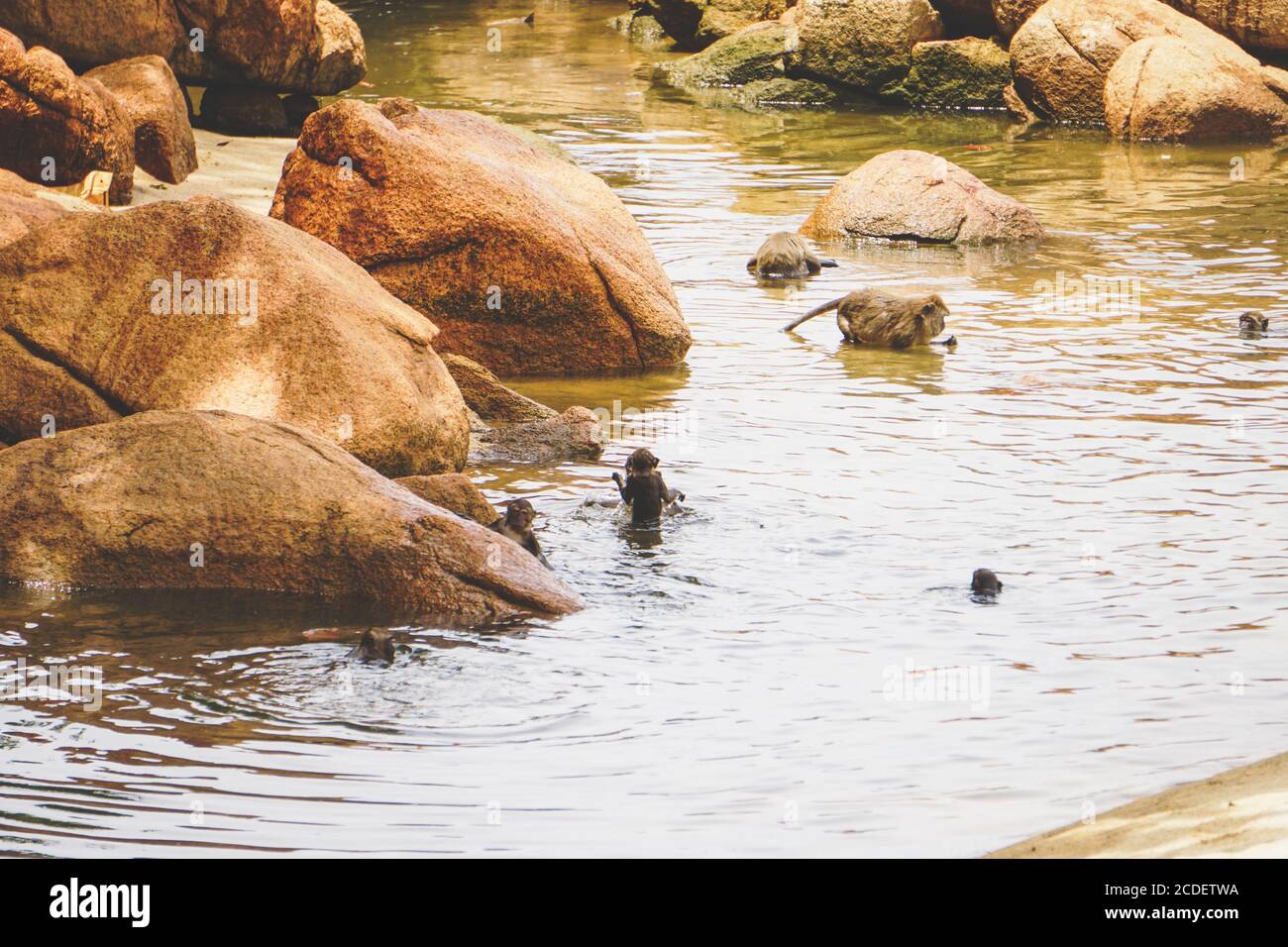 A group of Monkey in action swimming playing with water a wildlife park. Stock Photo