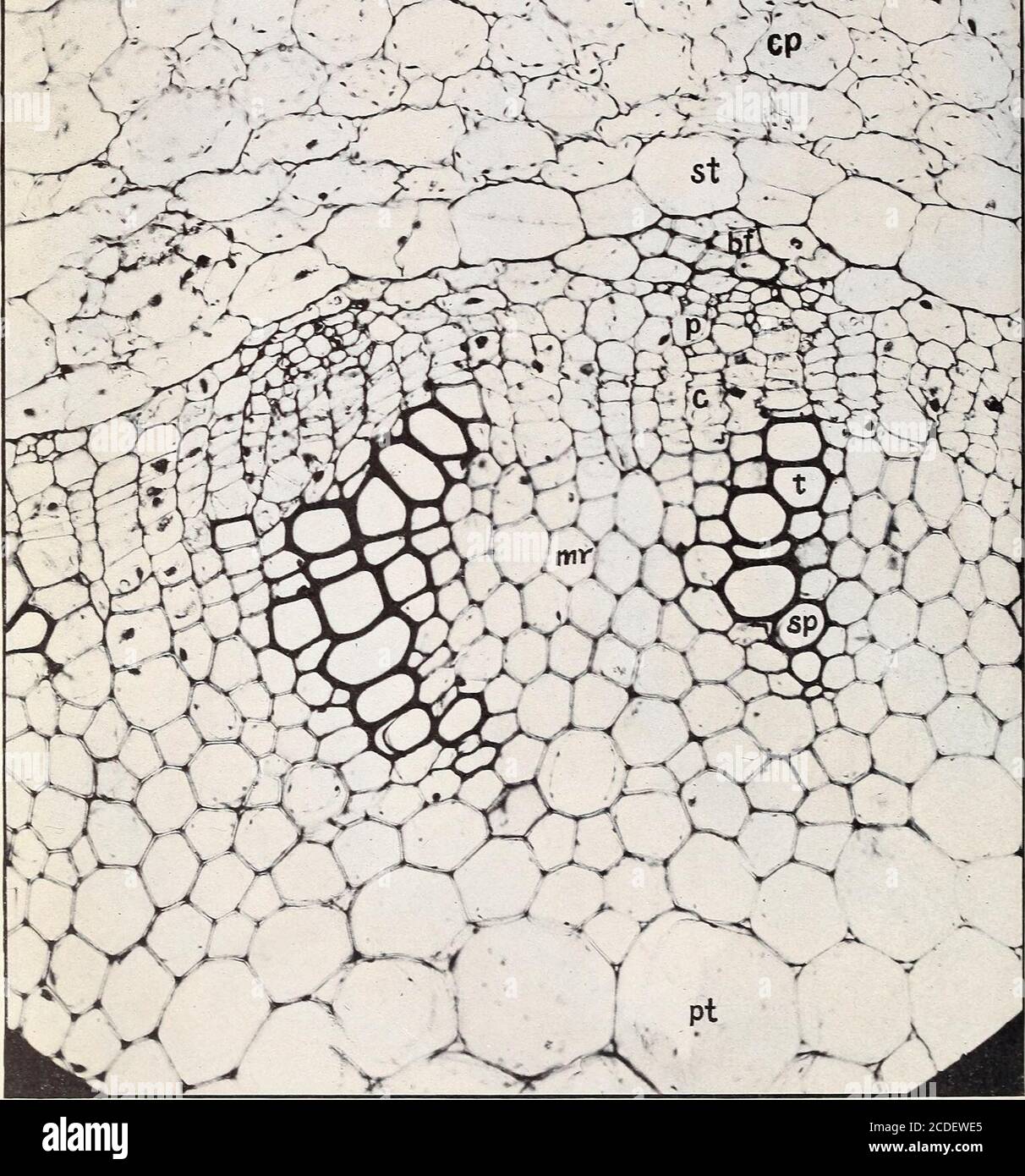 Crown gall disease hi-res stock photography and images - Alamy