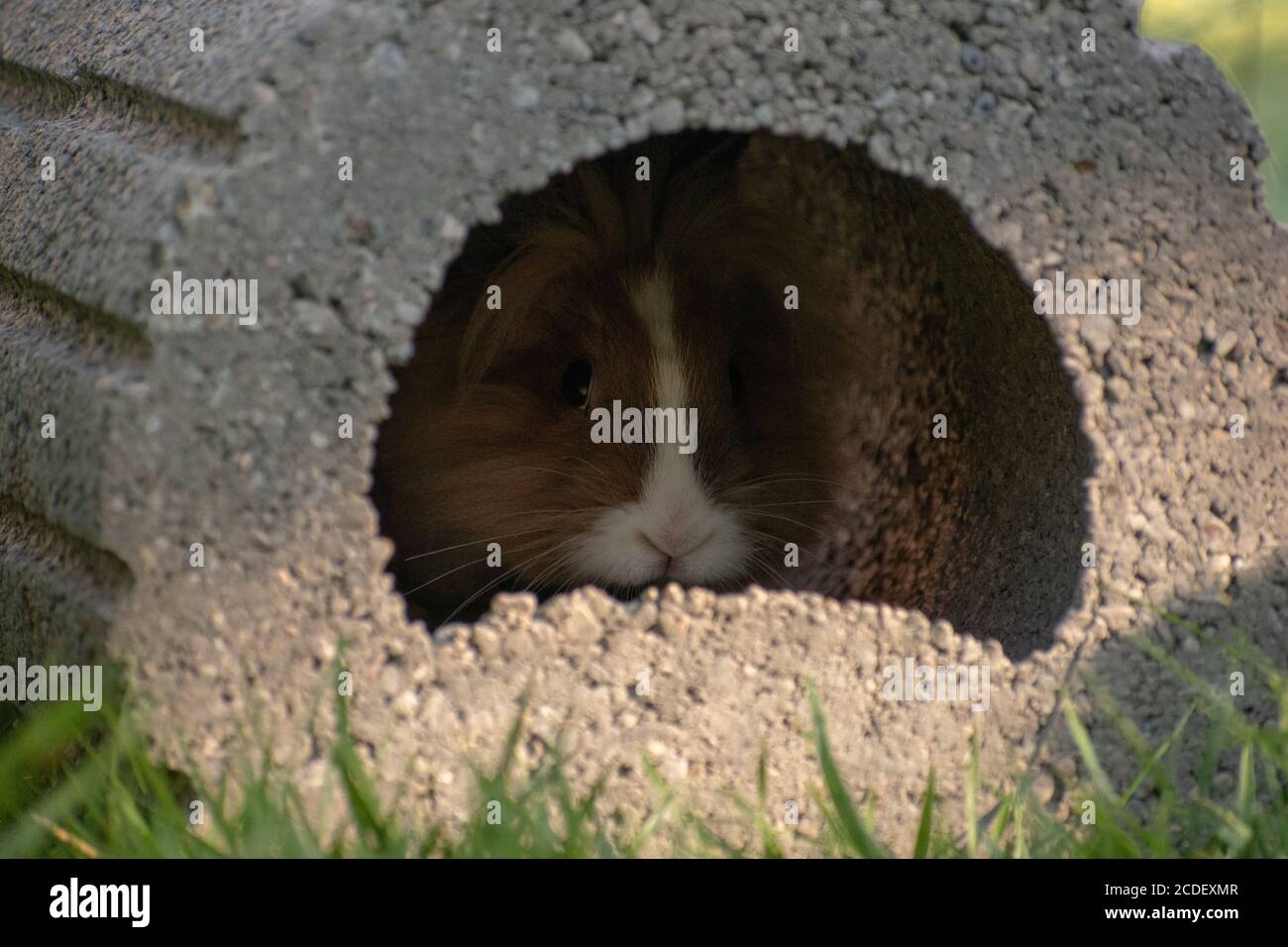 Fluffy brown hare hiding hi-res stock photography and images - Alamy