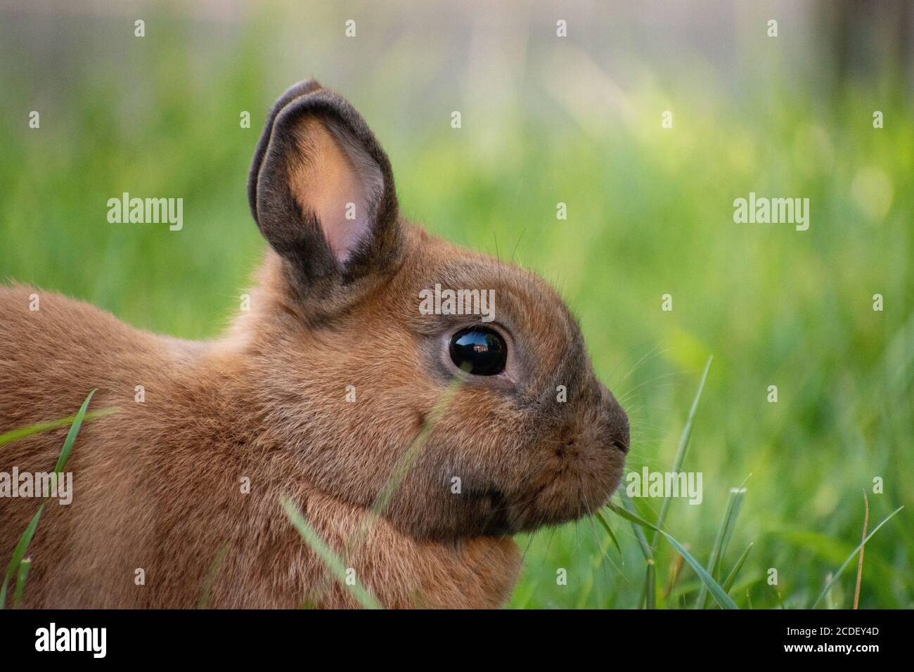 bunny with small ears