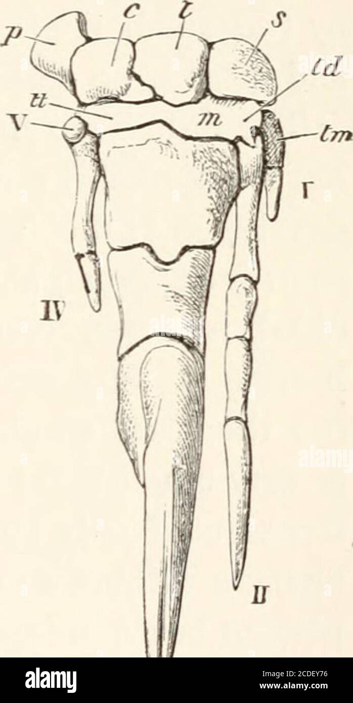 . An introduction to the osteology of the mammalia . FIG. 107—Manus of Great Anteater(Mynnecophaga jubata), . IJ U/m FIG. 108.—Manus of Little Anteater(Cyrlotitrus didactylus), x 2. are the second and third, and there are rudiments of thefirst and fourth metacarpals, though not of the fifth. Theproximal phalanges (/) are extremely short, as in Bradypus^but do not ankylose with the metacarpals. The ungualphalanges are not so long as in Bradypus, In the Anteaters (Myrmecophaga, Fig. 107), all the usualcarpal bones are distinct. The unciform supports the fifth 3o6 THE MANUS. [CHAP. fourth, and a Stock Photo