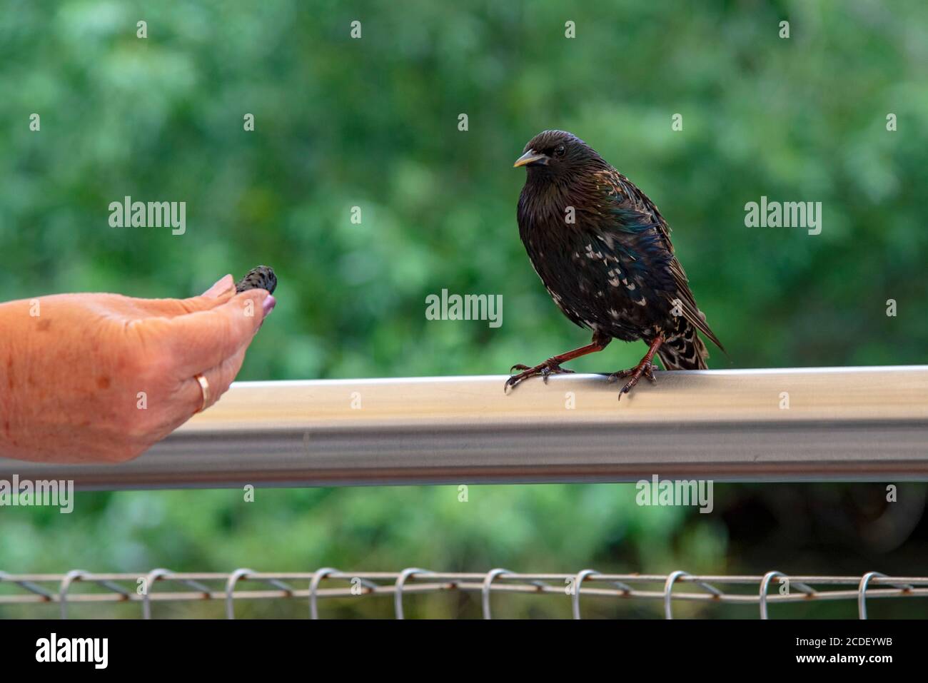 A woman's hand offers food to a Starling. Stock Photo