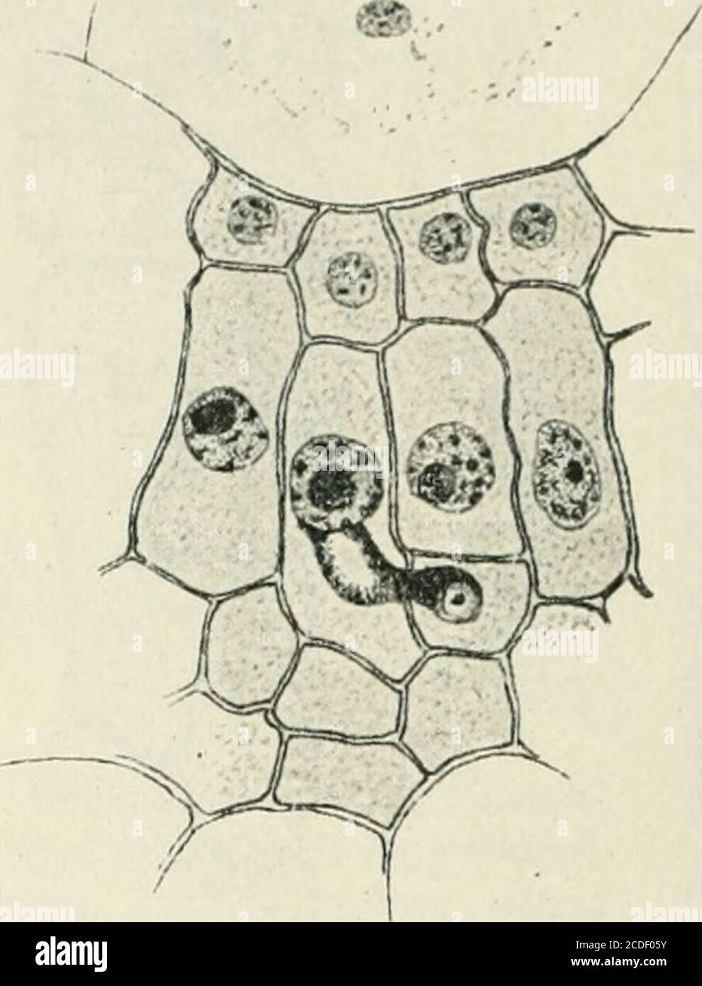 . Allgemeine Pflanzenkaryologie . 906^1 fürMelampsora Rostrupi, von E. W. Olive (1908) für Caeoma nitens,^Gymnoconia intersütialis. d. h. Puccinia Pechiana (Kunkel 1916) undTriphragmium ülmariae, von Pavolini (1910, 1912) für Uromyces Handbuch der Pflanzenanatomie I. 1 B 32 498 Die Kern Verschmelzung Dactylidis und „Fuccinia fusca^), von KURSSANOW (1910) erneut fürPuccinia PecTciana, von DittschIvAG (1910) für Puccinia Falcariae(s. Fig. 332), von Maire (1911) für Puccinia Bunii, von Hoffmann(1912) für JEndophyllum Sempervivi, von FROMME (1912, 1914) füiMelampsora Lini, Uromyces Caladii, Puccin Stock Photo