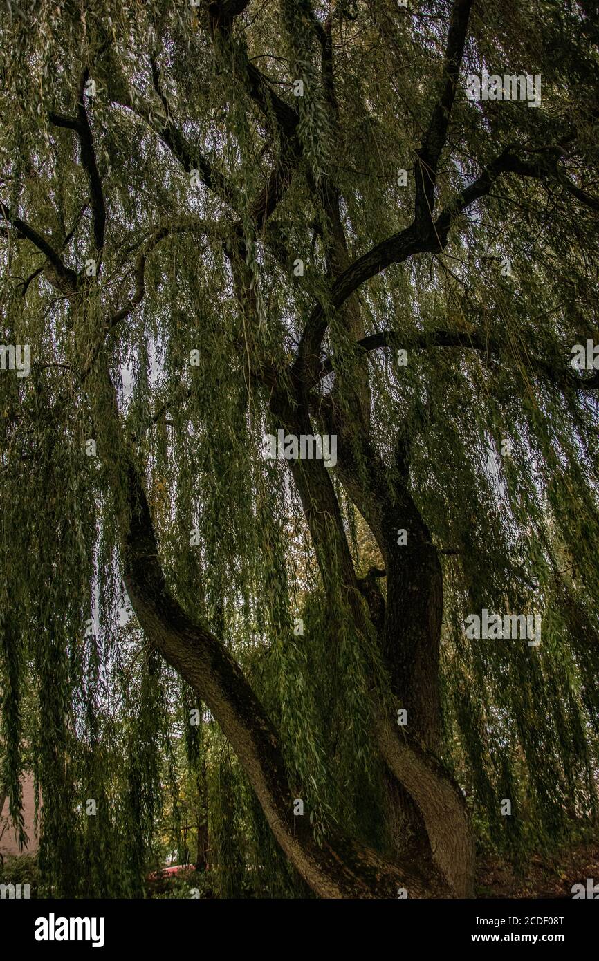 Vertical low angle shot of a tall tree with droopy green branches Stock Photo Alamy