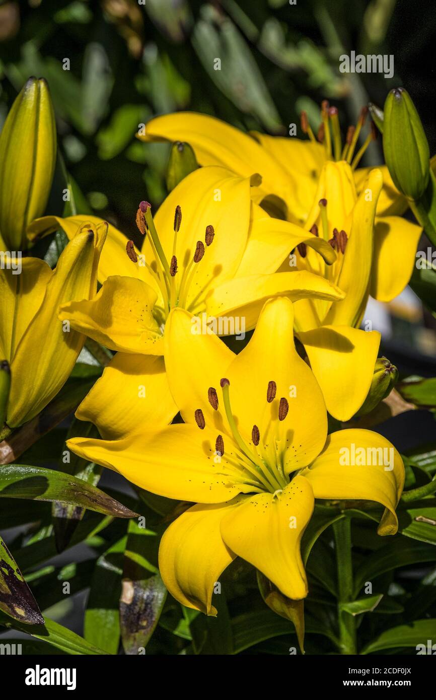 Yellow flowers of asiatic lily hires stock photography and images Alamy