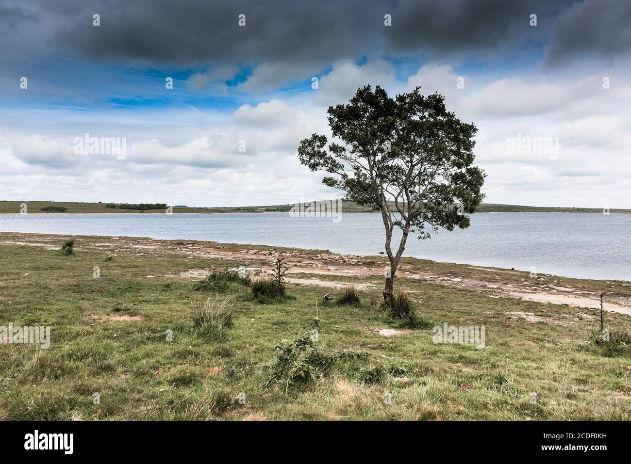A single tree surviving on the banks of Colliford Lake on the windswept Bodmin Moor in Cornwall. Stock Photo