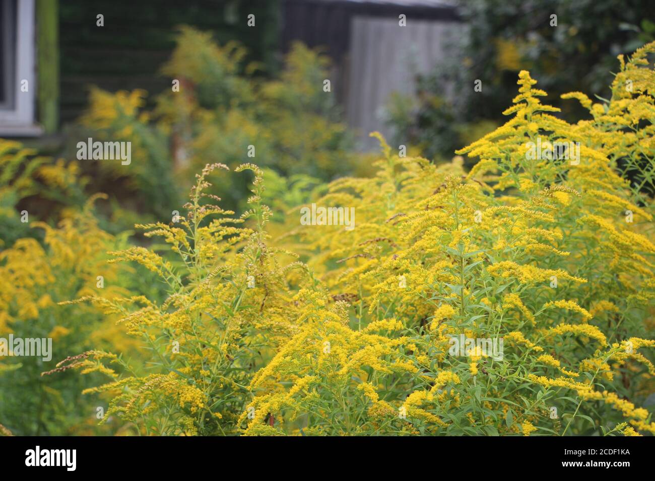 Goldenrod bright yellow blooming flowers background near old villade house. Stock Photo