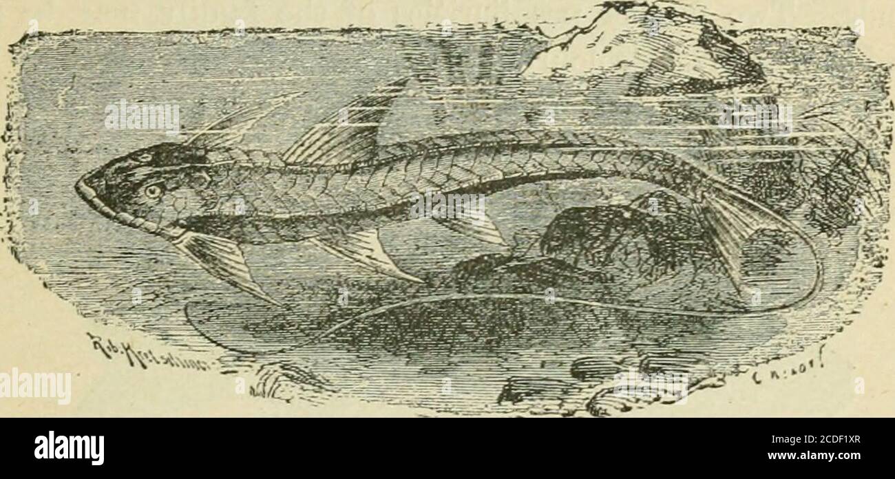 . An introduction to zoology : for the use of high schools . Fig. 21.—Electric Catfish of the Xile. M Inptcniras eledricus. ?^.(After Brehm). HIGH SCHOOL ZOOLOGY. 67 A great many of the South Americau Siluroids have a very completeexoskeleton. CaHichtliys and Loricaria (Fig. 22) are representativegenera ; they all appear to be very tenacious of life out of water, theirgill-cavities being arranged as in Doras. Aspredo is a singular genusin which the female carries about the eggs attached to papillae of theskin of the ventral surface, until they are hatched. Certain old-world tropical forms are Stock Photo