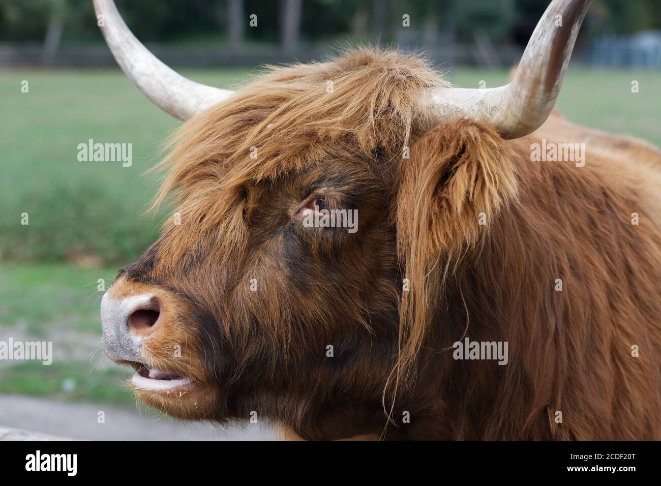 portrait of a scottish highland cattle in a park in cologne Stock Photo