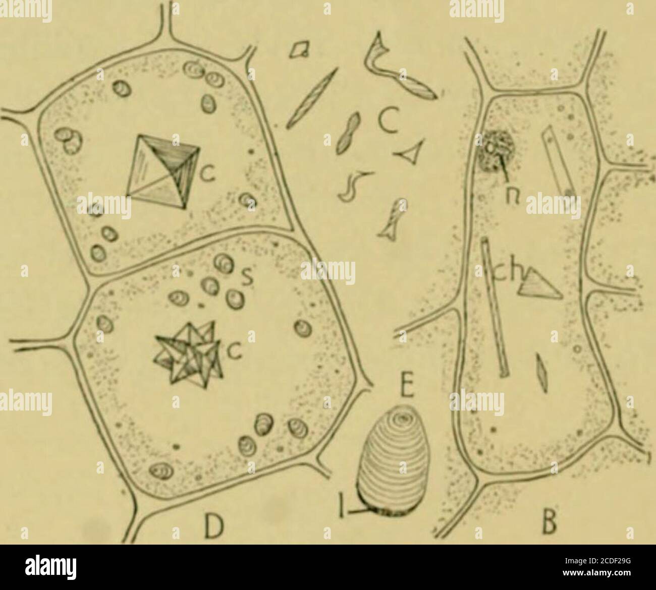 Cell Sap . Nature and development of plants . nsions; mesh-work ofgranular ...