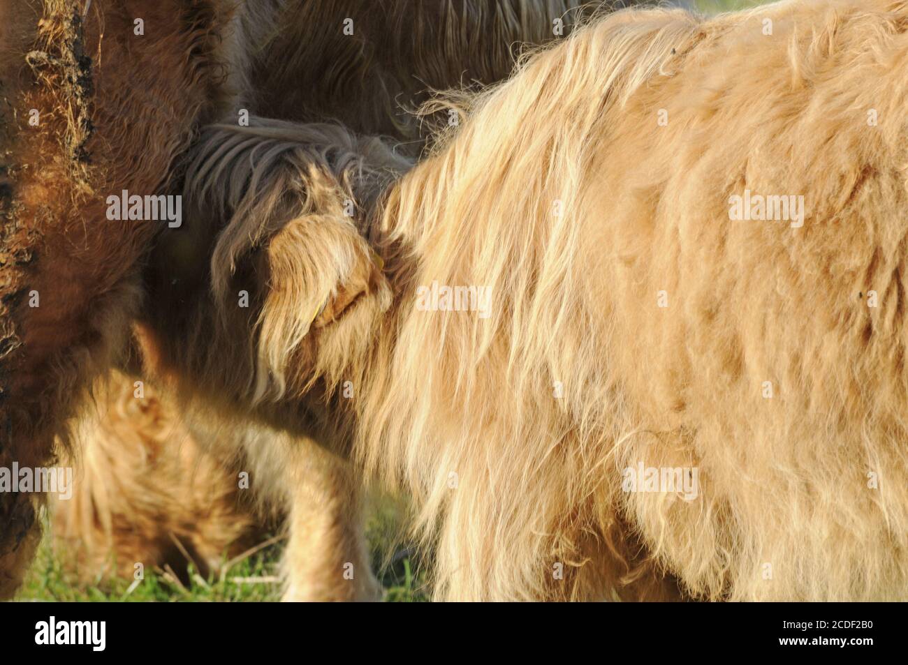 Lactating calf (Scottish highland cattle) Stock Photo