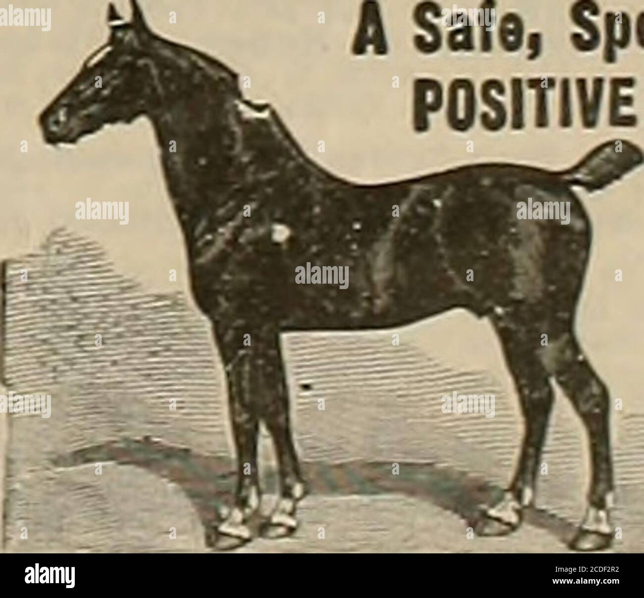 Breeder And Sportsman Let Me Through Your Pages Point Out That Inindia With An Allowance Of 42 Lbs Admirers Of The Arab De Cline To Enter The Lists Against Eoghsh And