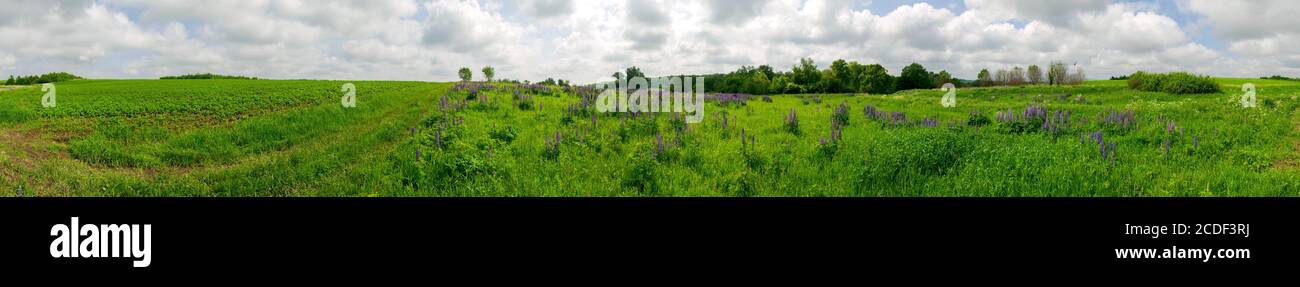 Panorama of green plants in potato crop in agriculture Stock Photo