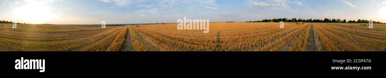 Panorama of bright yellow and golden haystacks on an agricultural field ...