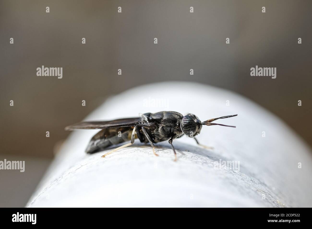 Blueish Fly insect body parts details,wild macro animal nature closeup  Stock Photo
