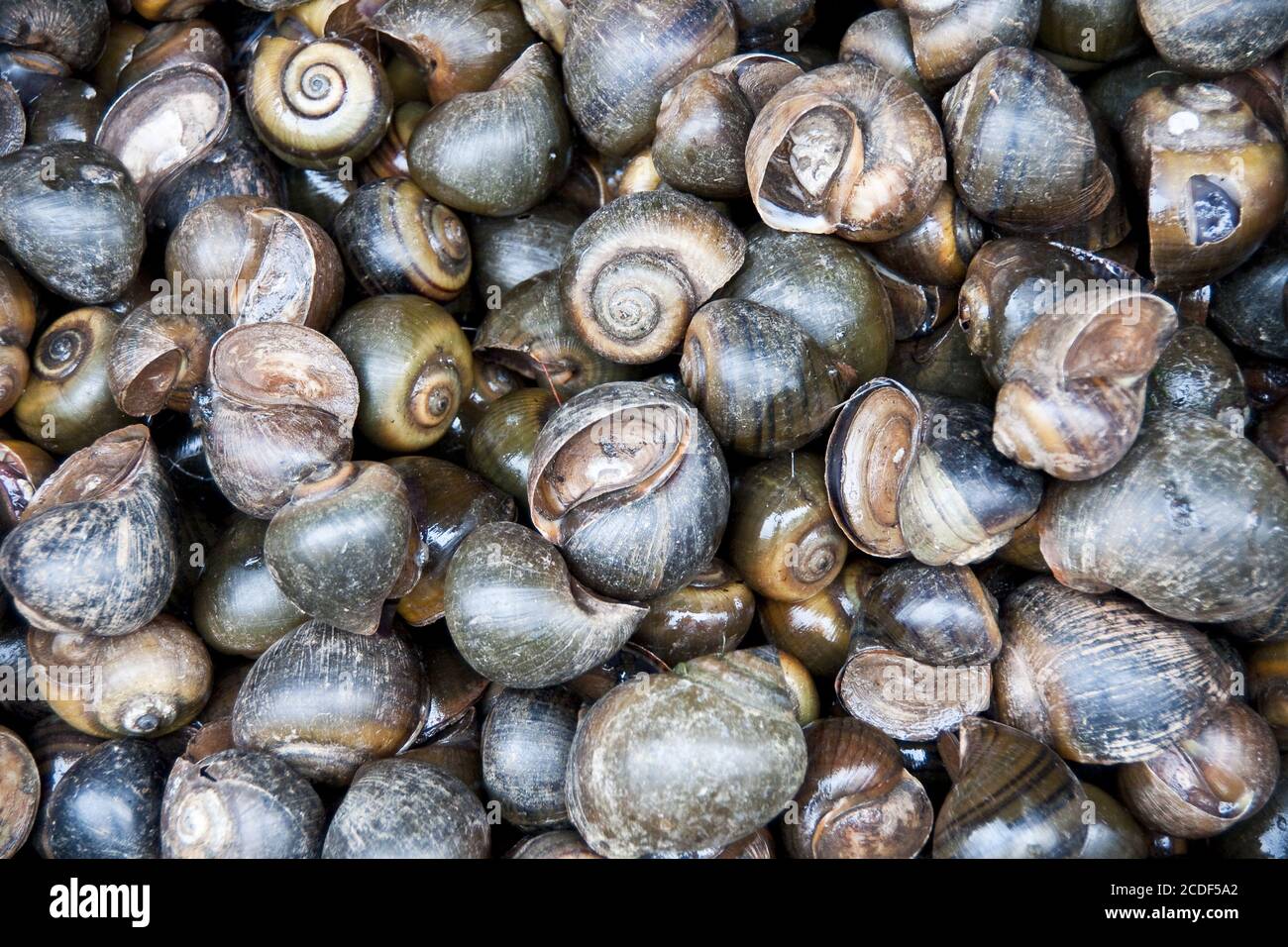 many snails Stock Photo Alamy