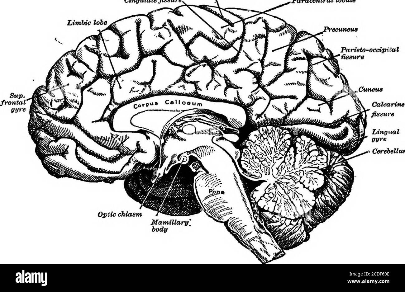 Supra Black And White Stock Photos Images Alamy Supra Black And White Stock Photos Images Alamy