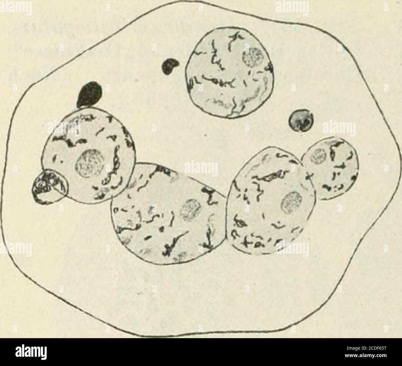 . Allgemeine Pflanzenkaryologie . *) Doch wurde hier keine reguläre SynapsisMirahili8-B&sta,rd ohen S. 432. Handbuch der Pflanzenanatomie I. 1 B en; vgl. die Angaben für den29 460 Unregelmäßige Mitosen und Amitose. Ein völliges Fehlen der beiden Teilungsschritte in den Embryosack-Mutterzellen wurde zuerst von Juel (1900a) für Äntennaria alpina be-schrieben, trotzdem hier eine Synapsis noch vorhanden war. Dann zeigteStrasburgee (1910b) für Elatostema sessile gleichfalls, daß nur einerein somatische Teilung der Embryosack-Mutterzelle vorhanden ist undsogar die Synapsis ganz fehlt, die wieder bei Stock Photo
