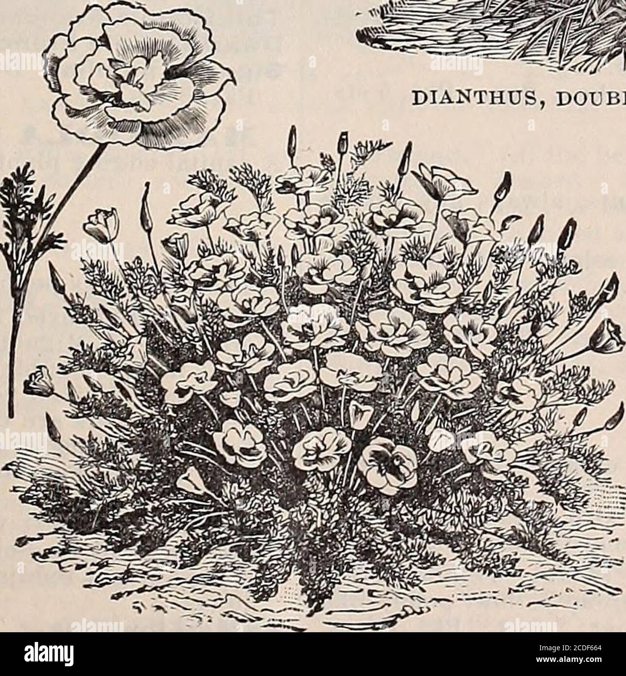 . Beckert's garden field and flower seeds . rf and branching. Fine mixed. Pkt.5 cts. Monstrosum. Large and very doubleflowers! Pkt. 5 cts.COMPHRENA globosa (Bachelors But-ton). Round flower-heads of red orwhite. Mixed. Pkt. 5 cts.RHODANTHE, Fine Mixed. The mostdelicately beautiful of all Everlastings.1 foot. Pkt. 5 cts.XERANTHEMUM. Bright, double, globe-shaped flowers. Mixed. Pkt. 5 cts.Special offer of Everlastings — 1 packet each, of8 varieties, 30 cents FEVERFEW, Double White (Matricaria). For cutting and pot culture as wellas for beds and borders. Thrives in all soils; blooms until frost. Stock Photo