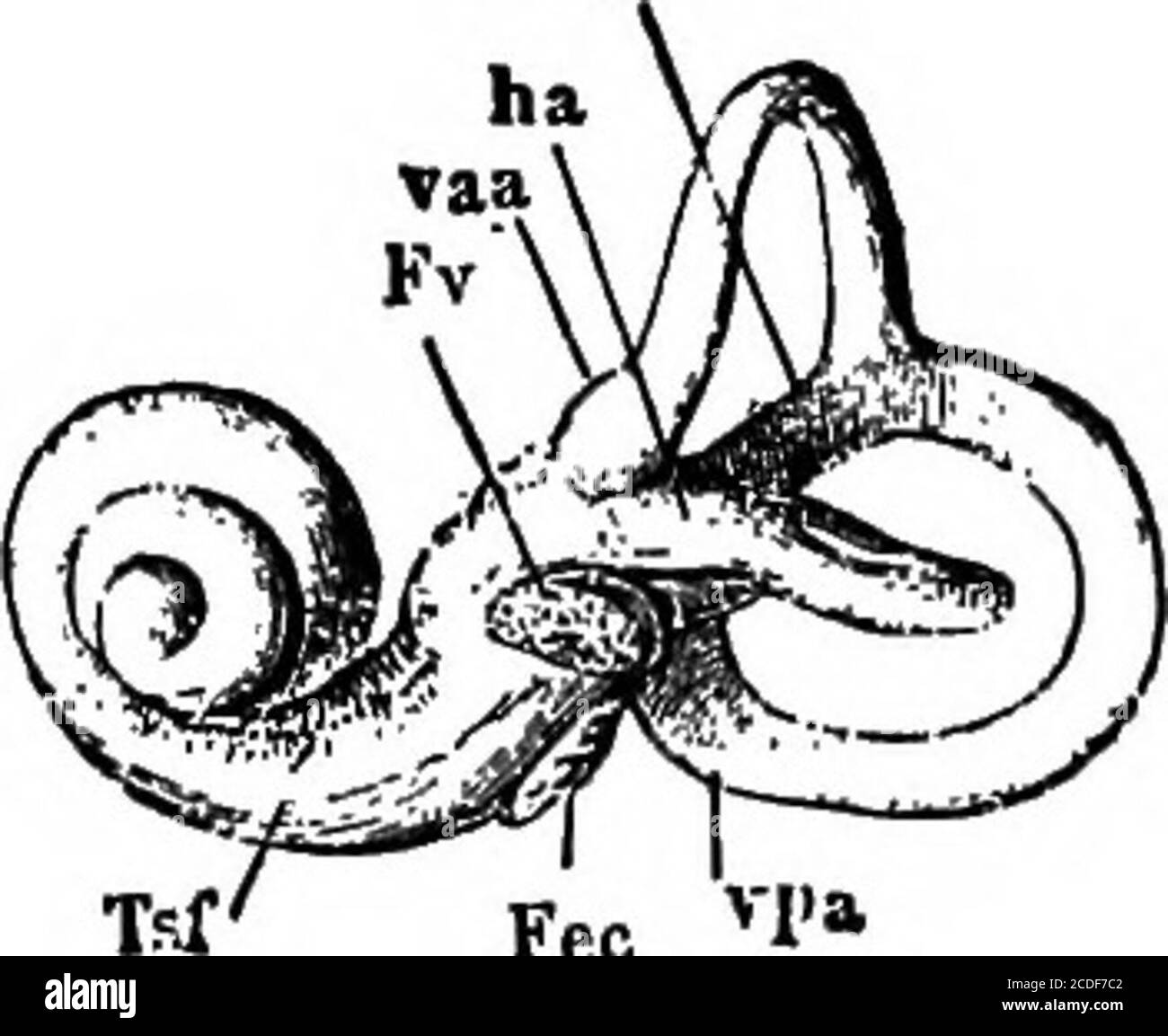 Upper tympanum Black and White Stock Photos & Images Alamy