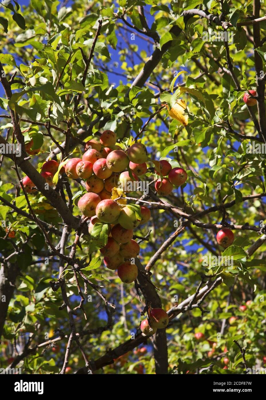 Kazakhstan apple hires stock photography and images Alamy