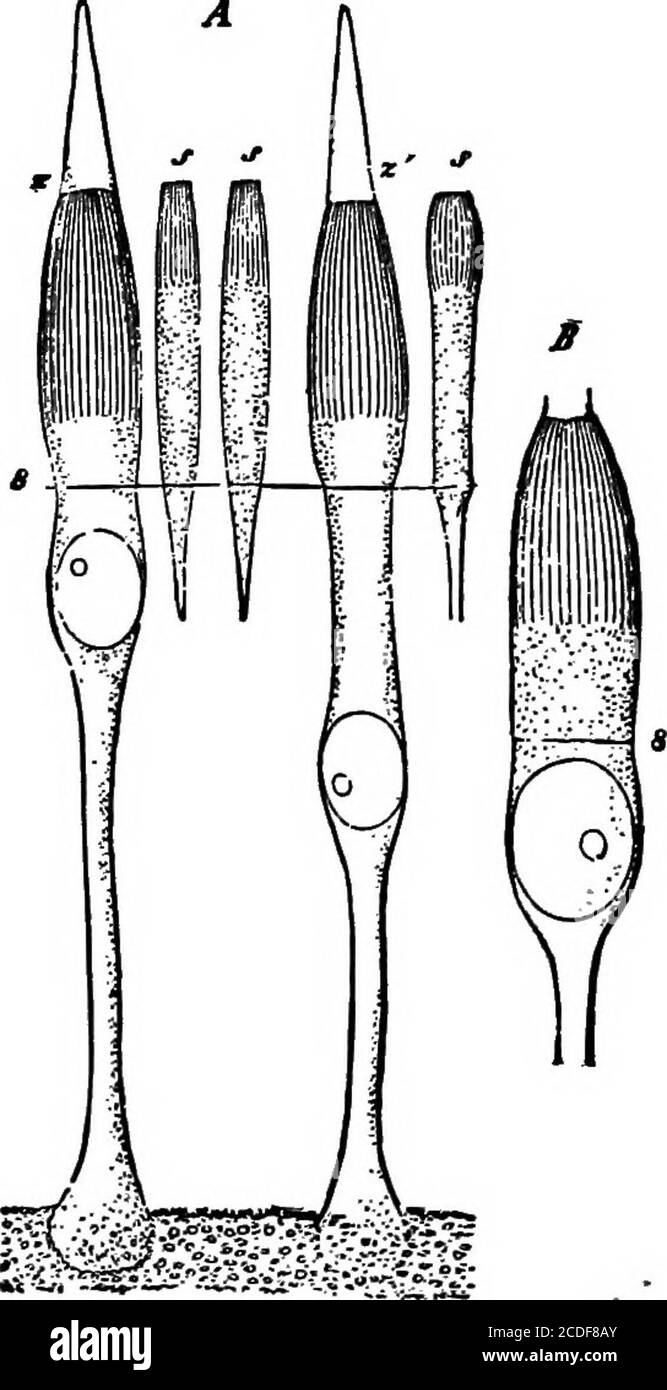 Rod and cone cells Black and White Stock Photos & Images Alamy