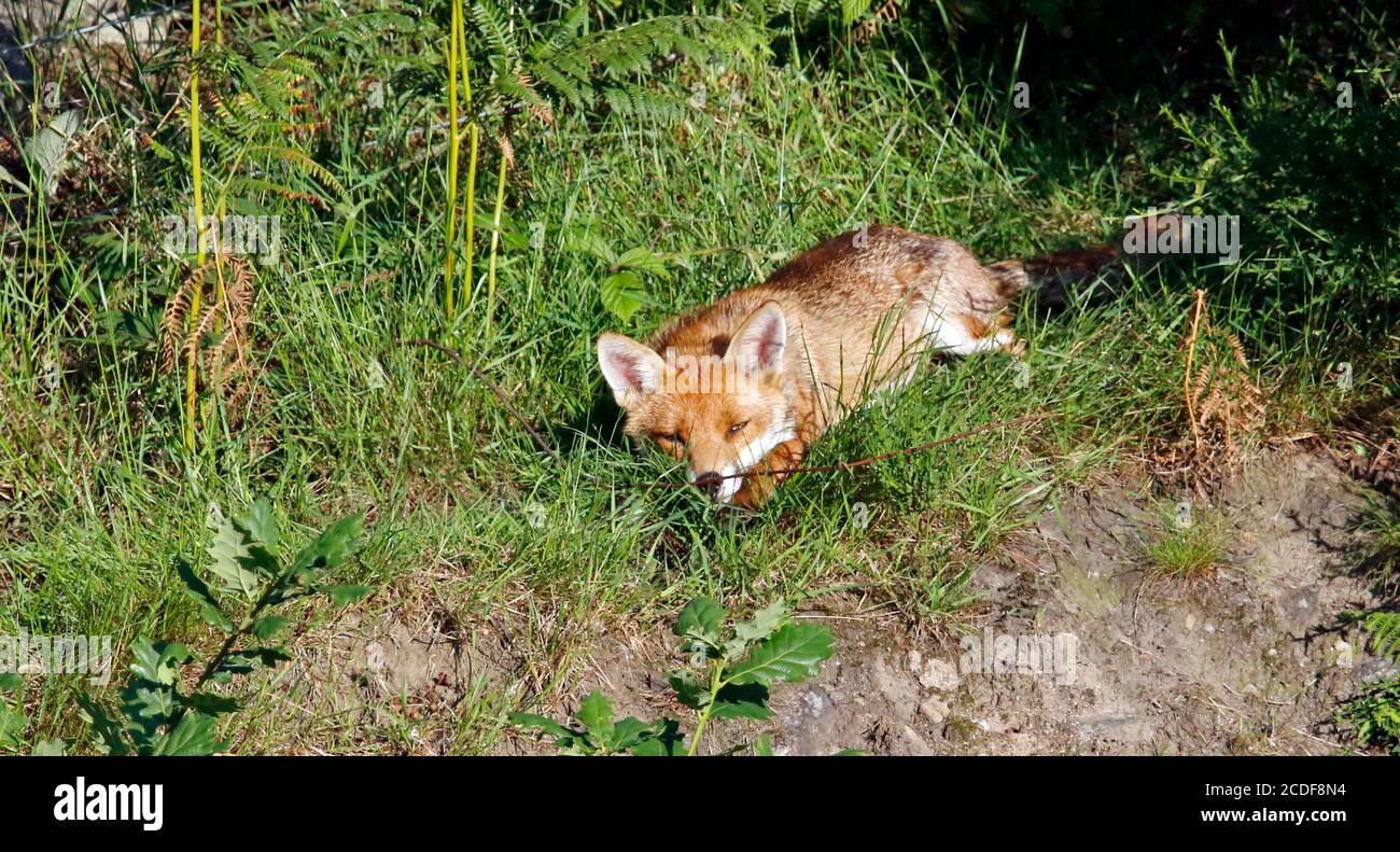 Female fox relaxing in the sunshine Stock Photo