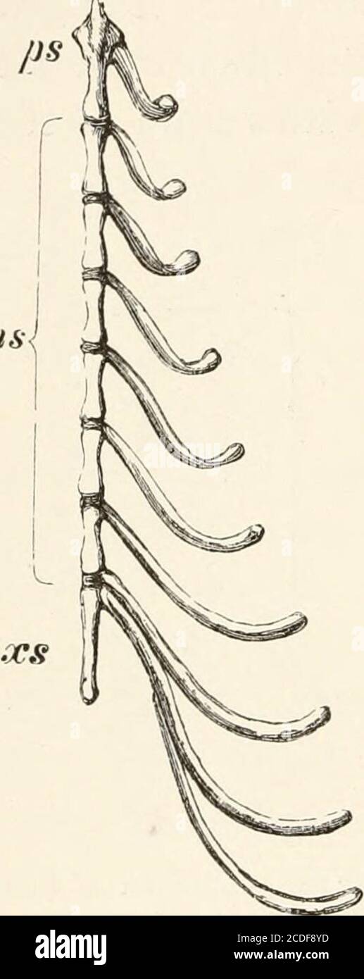 . An introduction to the osteology of the mammalia . and terminating anteriorly in aconical rounded projection. The segments of the mesosternum are elongated, andmore or less four-sided, contracted at the middle, andwidening at each extremity. They ossify, according toParker, ectosteally, or from without inwards, the bony deposit commencing in the inner layerof the perichondrium, as in the shaftsof long bones ; and they remain per-manently distinct from each other. The xiphisternum is long, narrow,and flat, and generally ends in an ex-panded flattened cartilage. In the Pinnipedia, the prestern Stock Photo