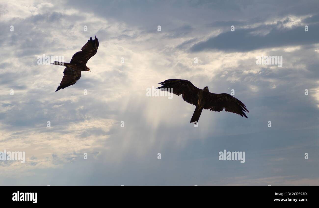 Two Golden Eagle flying in the cloudy sky Stock Photo